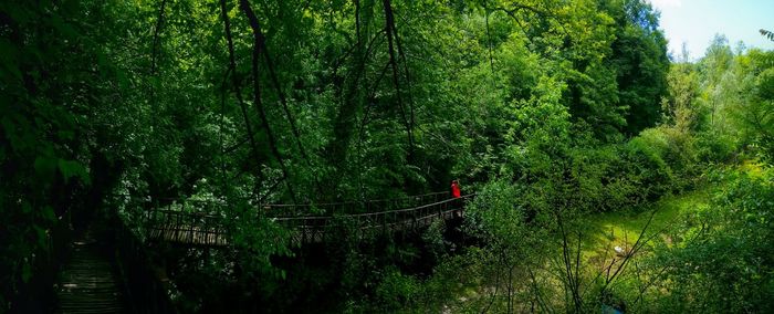 Scenic view of trees
