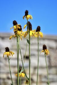 Close-up of yellow flowering plant against sky