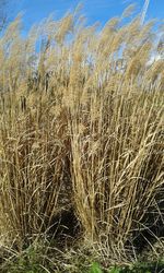 Plants growing on field