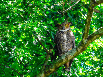 Portrait of squirrel on tree