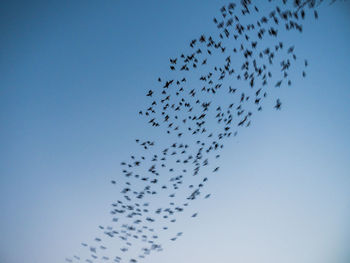 Low angle view of birds flying in sky