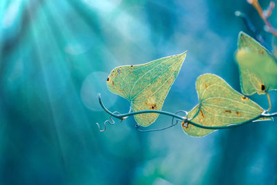 Close-up of leaf floating on water