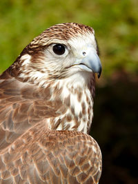 Close-up of eagle