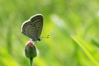 Close-up of butterfly perching on plant