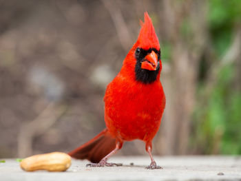 Close-up of bird perching