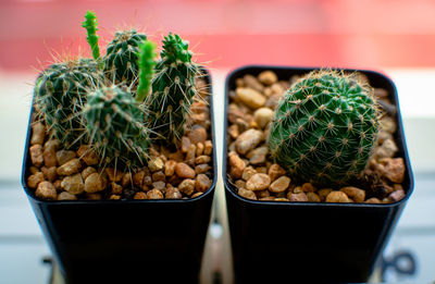 Close-up of potted plants on table