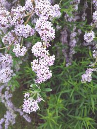 Close-up of purple flowering plants