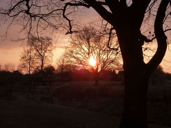 Silhouette of trees at sunset