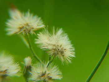 Close-up of white dandelion flower