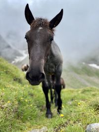 Horse in a field