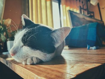 Close-up of a cat sleeping on wooden table