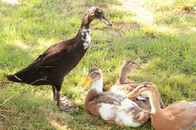 View of birds on field