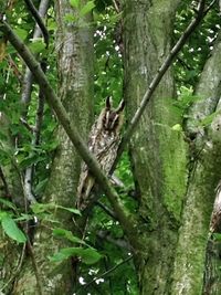 Animal on tree trunk in forest