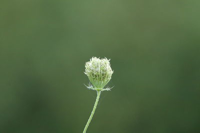 Close-up of  flower bud