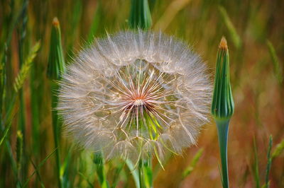 Close-up of dandelion