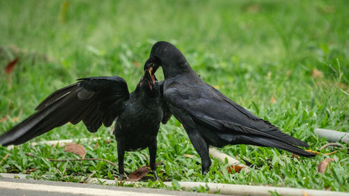 Black bird on a field