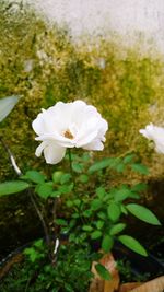 Close-up of white flower blooming outdoors