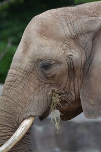 Close-up of an animal