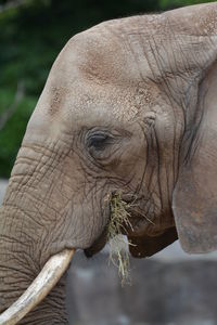 Close-up side view of elephant