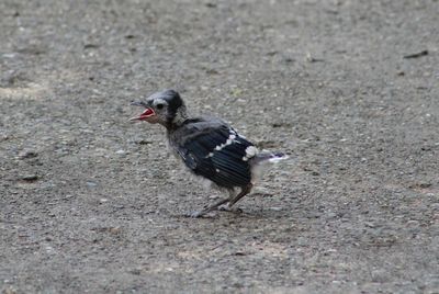 Close-up of bird