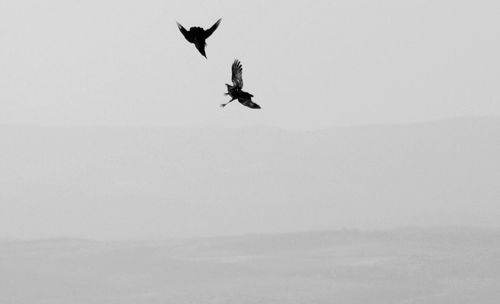 Low angle view of eagle flying against clear sky