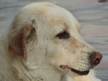 Close-up of dog looking away