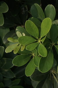 Close-up of green leaves