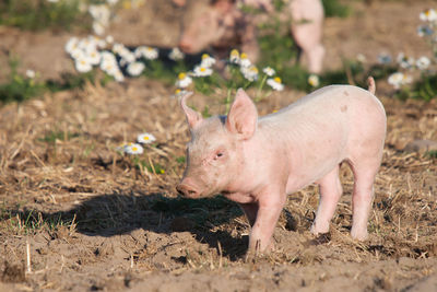 Young pig on organic farm