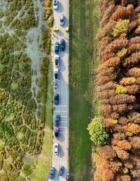 High angle view of trees in forest