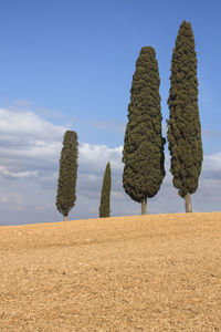 Panoramic shot of trees on field against sky