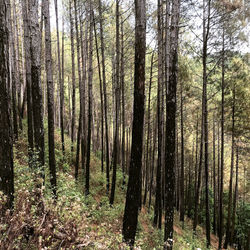 Trees growing on field in forest