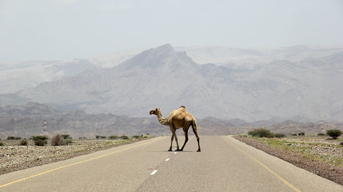 Horse walking on road against mountain range
