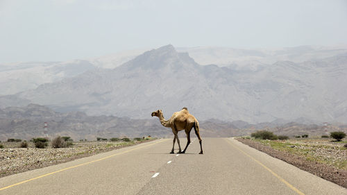 Camel walking on road against mountain range