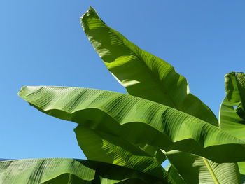 Low angle view of leaf against blue sky