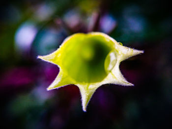 Close up of yellow leaf