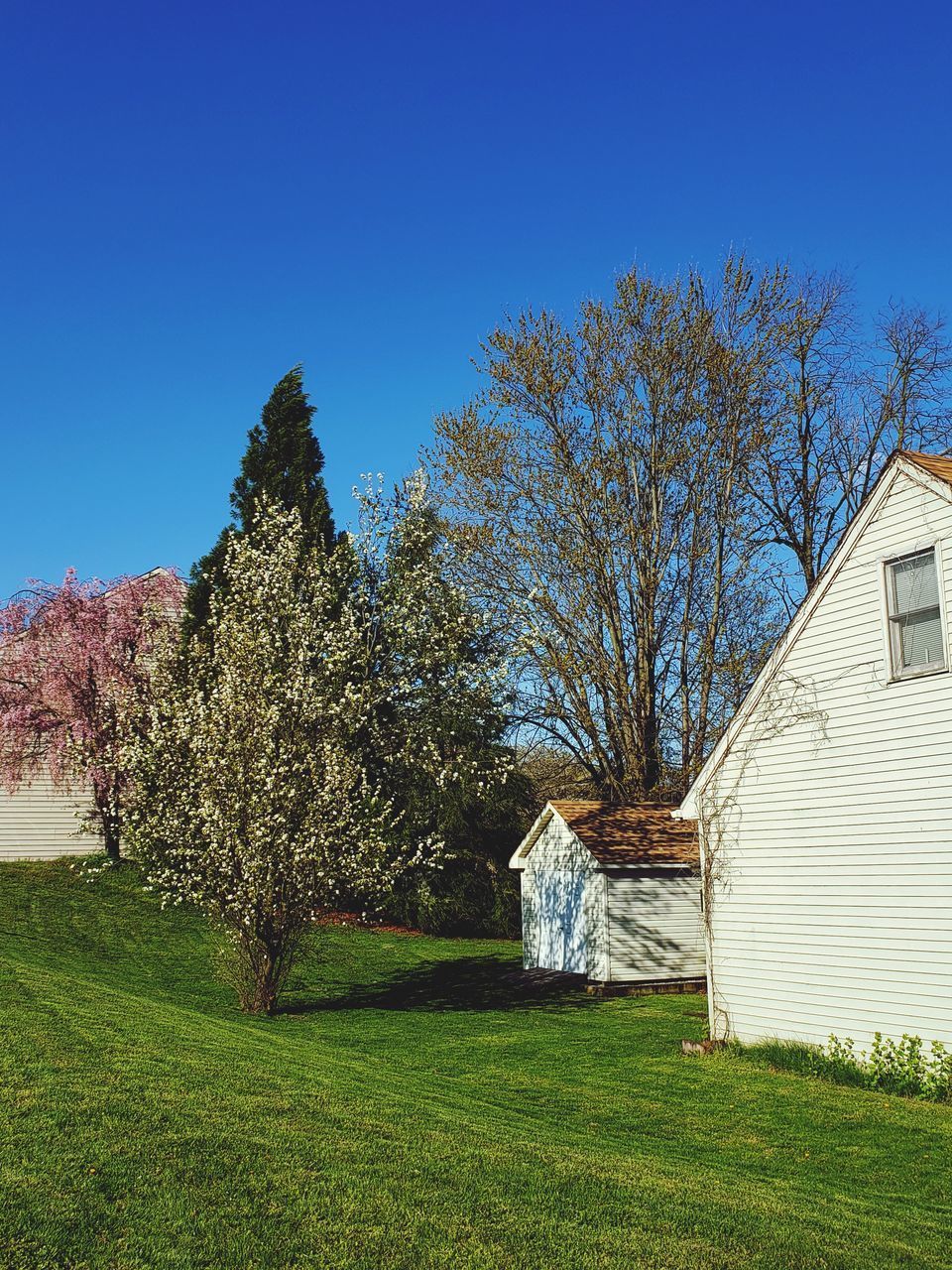 TREES ON FIELD AGAINST BLUE SKY