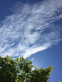 Low angle view of trees against blue sky