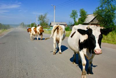 Cows grazing on road in city