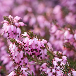 Close-up of bee pollinating on pink flower