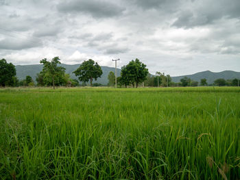 Scenic view of agricultural field against sky