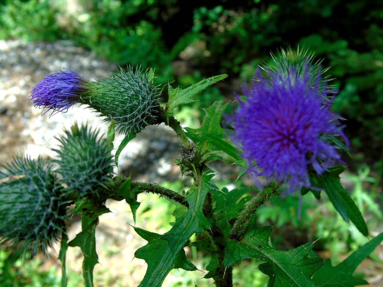 CLOSE-UP OF PURPLE FLOWERS