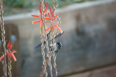 Bird flying by orange flowers blooming on twig