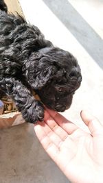 Close-up of hand holding dog