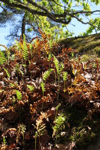 Close-up of fresh green plants