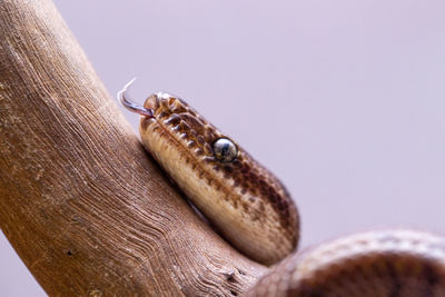 Close-up of insect on wood