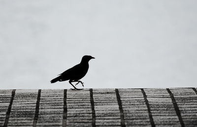 Bird perching on railing against sky