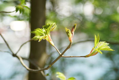 Close-up of flowering plant leaves