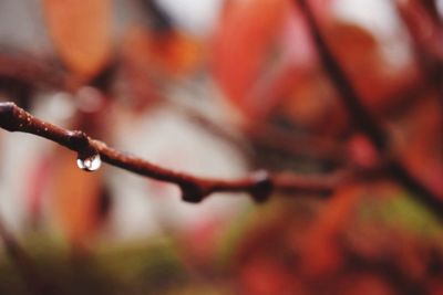 Close-up of wet twig