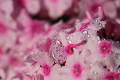 Close-up of water drops on pink flower