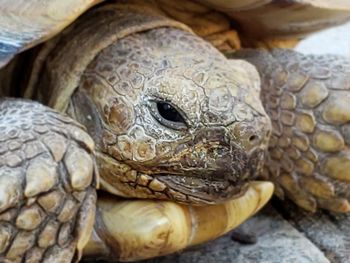 Close-up of a turtle